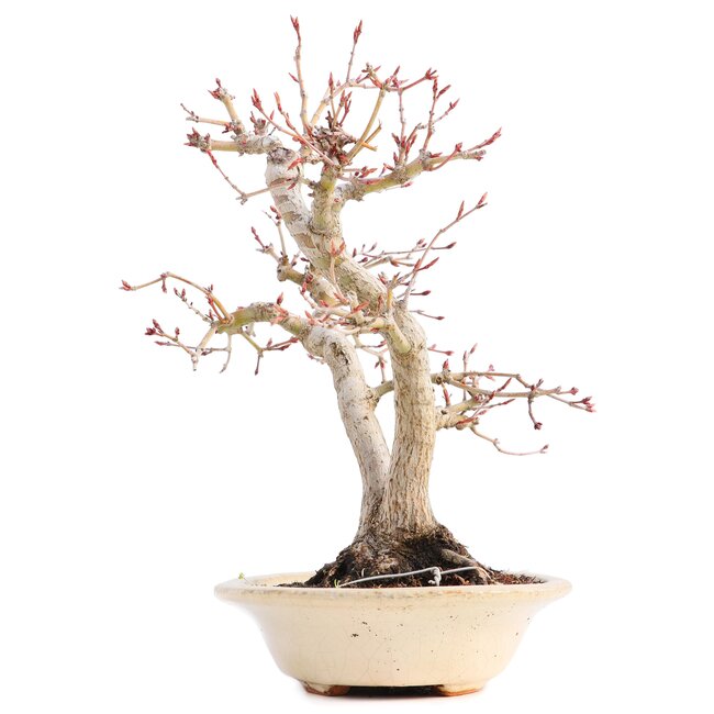 Acer palmatum, 24 cm, ± 18 ans, avec un nebari de 7 cm dans un pot japonais fait main par monsieur Hattori