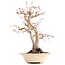 Acer palmatum, 24 cm, ± 18 Jahre alt, mit einem Nebari von 7 cm in einem handgefertigten japanischen Topf von Herrn Hattori