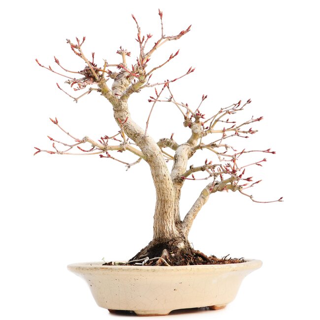 Acer palmatum, 24 cm, ± 18 ans, avec un nebari de 7 cm dans un pot japonais fait main par monsieur Hattori