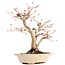 Acer palmatum, 24 cm, ± 18 anni, con un nebari di 7 cm in un vaso giapponese fatto a mano dal signor Hattori