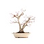 Acer palmatum, 24 cm, ± 18 anni, con un nebari di 7 cm in un vaso giapponese fatto a mano dal signor Hattori