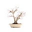Acer palmatum, 24 cm, ± 18 Jahre alt, mit einem Nebari von 7 cm in einem handgefertigten japanischen Topf von Herrn Hattori