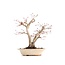 Acer palmatum, 24 cm, ± 18 years old, with a nebari of 7 cm in a handmade Japanese pot by mister Hattori