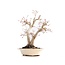 Acer palmatum, 24 cm, ± 18 jaar oud, met een nebari van 7 cm in een handgemaakte Japanse pot van de heer Hattori