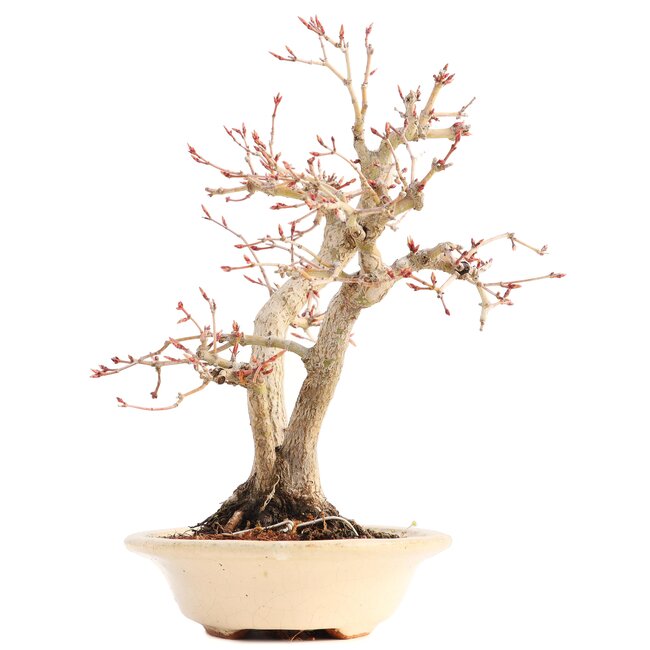 Acer palmatum, 24 cm, ± 18 years old, with a nebari of 7 cm in a handmade Japanese pot by mister Hattori