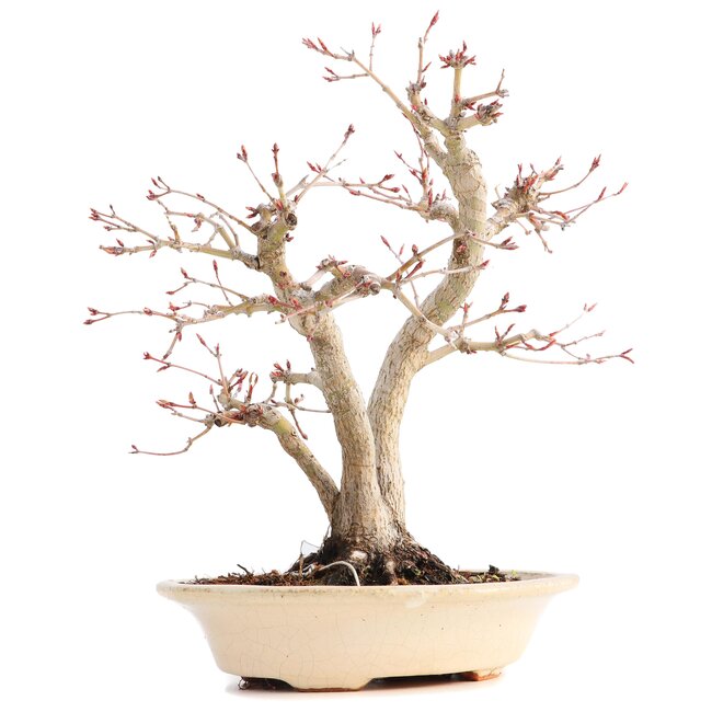 Acer palmatum, 24 cm, ± 18 anni, con un nebari di 7 cm in un vaso giapponese fatto a mano dal signor Hattori