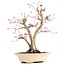 Acer palmatum, 24 cm, ± 18 years old, with a nebari of 7 cm in a handmade Japanese pot by mister Hattori