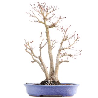 Hattori Tomoyuki Acer palmatum, 36 cm, ± 15 años