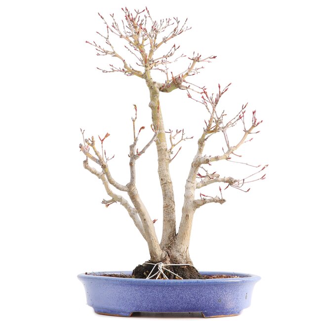 Acer palmatum, 36 cm, ± 15 anni, in vaso giapponese fatto a mano dal signor Hattori