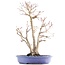 Acer palmatum, 36 cm, ± 15 anni, in vaso giapponese fatto a mano dal signor Hattori