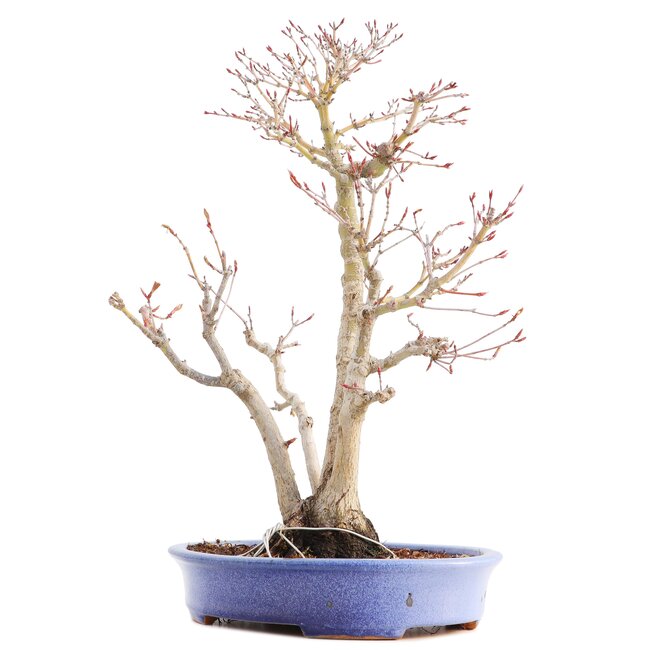 Acer palmatum, 36 cm, ± 15 years old, in a handmade Japanese pot by mister Hattori