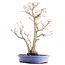Acer palmatum, 36 cm, ± 15 anni, in vaso giapponese fatto a mano dal signor Hattori