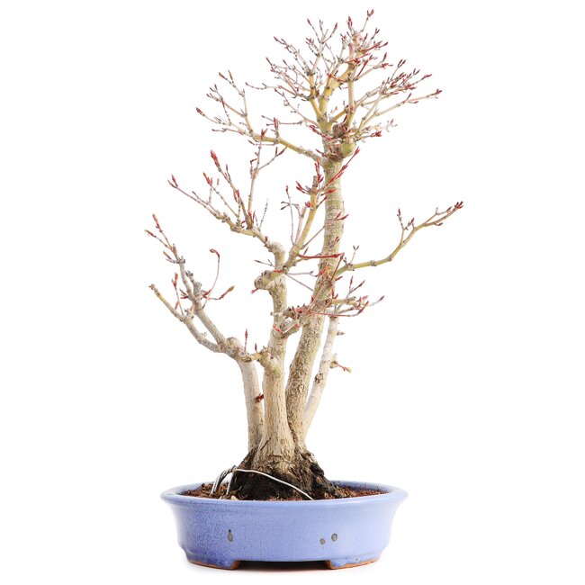 Acer palmatum, 36 cm, ± 15 anni, in vaso giapponese fatto a mano dal signor Hattori