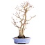 Acer palmatum, 36 cm, ± 15 anni, in vaso giapponese fatto a mano dal signor Hattori