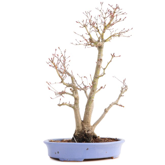 Acer palmatum, 36 cm, ± 15 years old, in a handmade Japanese pot by mister Hattori