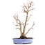 Acer palmatum, 36 cm, ± 15 anni, in vaso giapponese fatto a mano dal signor Hattori