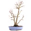 Acer palmatum, 36 cm, ± 15 years old, in a handmade Japanese pot by mister Hattori