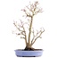 Acer palmatum, 36 cm, ± 15 anni, in vaso giapponese fatto a mano dal signor Hattori