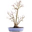 Acer palmatum, 36 cm, ± 15 years old, in a handmade Japanese pot by mister Hattori