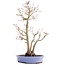 Acer palmatum, 36 cm, ± 15 anni, in vaso giapponese fatto a mano dal signor Hattori