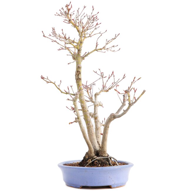 Acer palmatum, 36 cm, ± 15 anni, in vaso giapponese fatto a mano dal signor Hattori