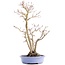 Acer palmatum, 36 cm, ± 15 anni, in vaso giapponese fatto a mano dal signor Hattori