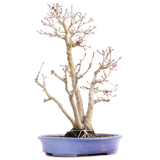 Acer palmatum, 36 cm, ± 15 ans, dans un pot japonais fait main par monsieur Hattori