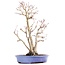 Acer palmatum, 36 cm, ± 15 anni, in vaso giapponese fatto a mano dal signor Hattori