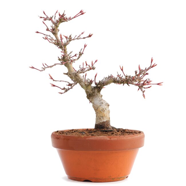 Acer palmatum, 17 cm, ± 12 jaar oud