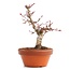 Acer palmatum, 17 cm, ± 12 jaar oud