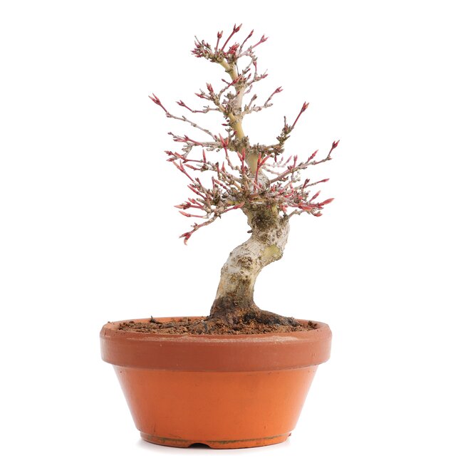 Acer palmatum, 17 cm, ± 12 Jahre alt