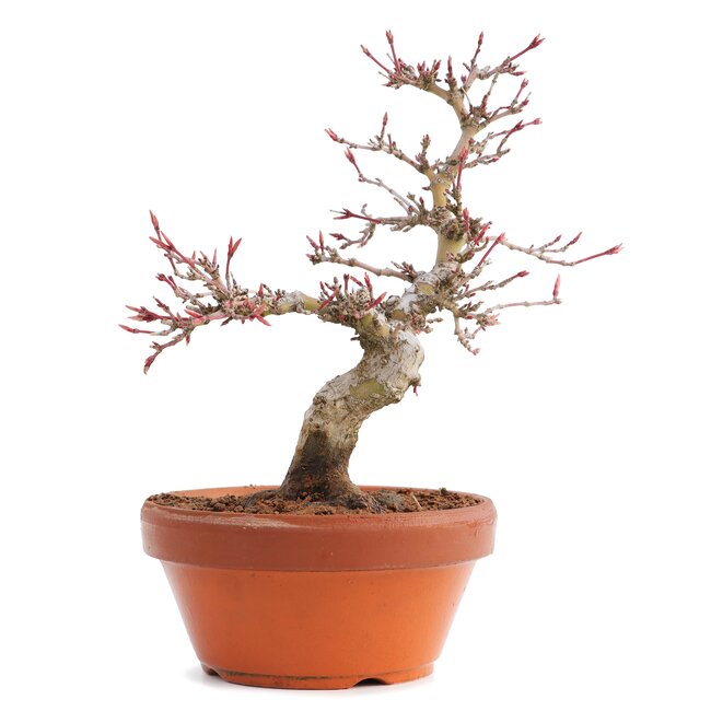 Acer palmatum, 17 cm, ± 12 Jahre alt