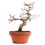 Acer palmatum, 17 cm, ± 12 jaar oud