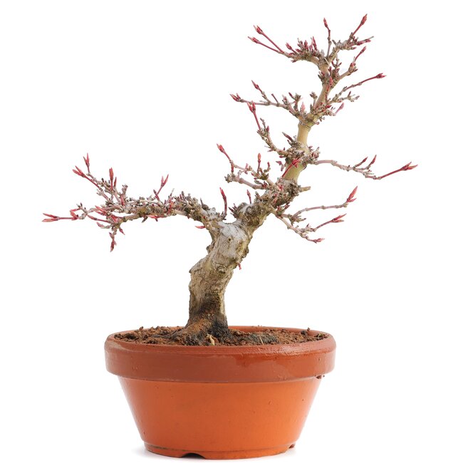 Acer palmatum, 17 cm, ± 12 Jahre alt