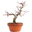 Acer palmatum, 17 cm, ± 12 jaar oud