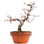 Acer palmatum, 17 cm, ± 12 jaar oud