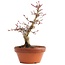 Acer palmatum, 17 cm, ± 12 jaar oud
