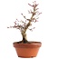 Acer palmatum, 17 cm, ± 12 Jahre alt