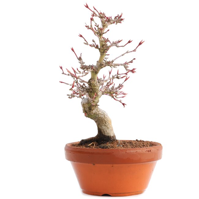 Acer palmatum, 17 cm, ± 12 años