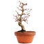 Acer palmatum, 17 cm, ± 12 jaar oud
