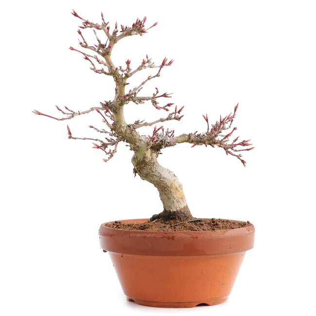 Acer palmatum, 17 cm, ± 12 years old