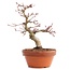 Acer palmatum, 17 cm, ± 12 jaar oud