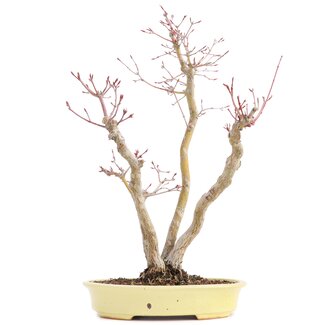 Hattori Tomoyuki Acer palmatum, 37 cm, ± 12 años