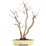 Acer palmatum, 37 cm, ± 12 years old, in a handmade Japanese pot by mister Hattori with a crack