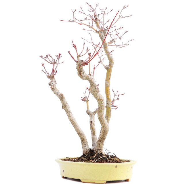 Acer palmatum, 37 cm, ± 12 years old, in a handmade Japanese pot by mister Hattori with a crack