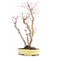 Acer palmatum, 37 cm, ± 12 jaar oud, in een handgemaakte Japanse pot van de heer Hattori met een barst