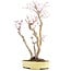 Acer palmatum, 37 cm, ± 12 years old, in a handmade Japanese pot by mister Hattori with a crack