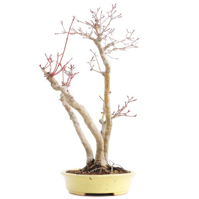 Acer palmatum, 37 cm, ± 12 ans, dans un pot japonais fait main par monsieur Hattori avec une fissure