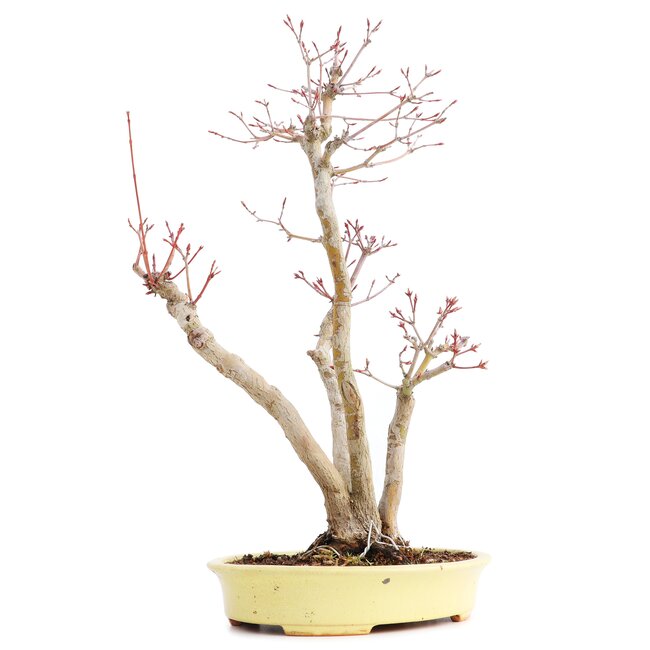 Acer palmatum, 37 cm, ± 12 ans, dans un pot japonais fait main par monsieur Hattori avec une fissure
