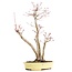 Acer palmatum, 37 cm, ± 12 years old, in a handmade Japanese pot by mister Hattori with a crack